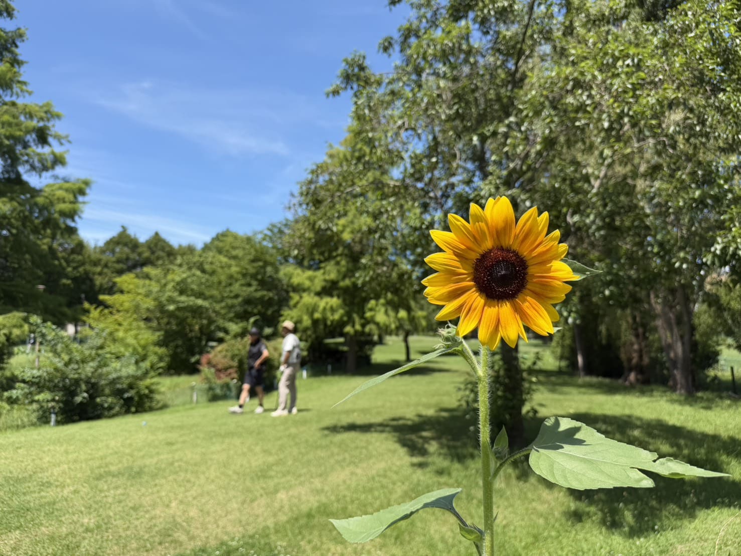 番外編🌻